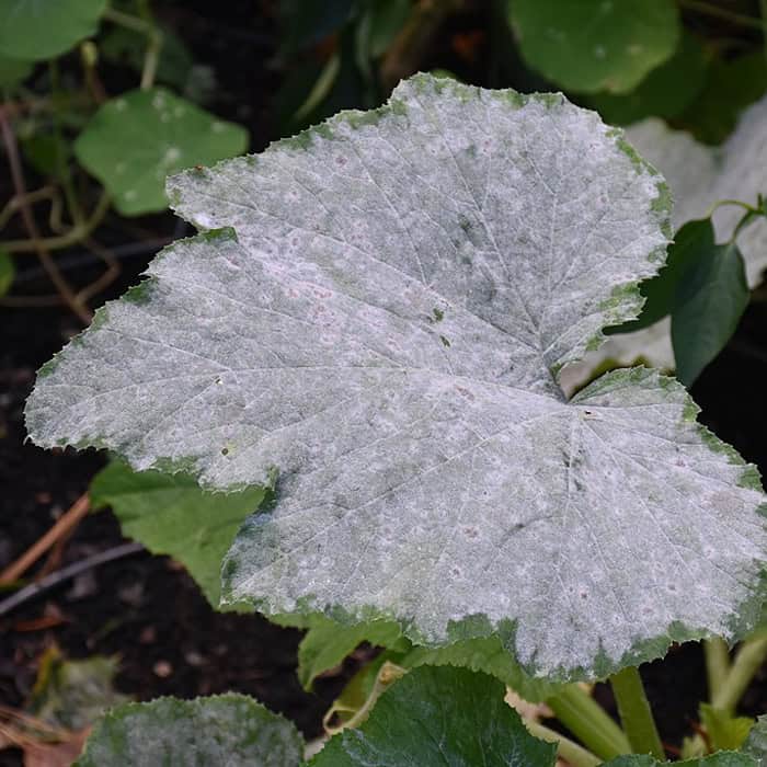 Down Mildew - KeyPlex Plant Nutrition