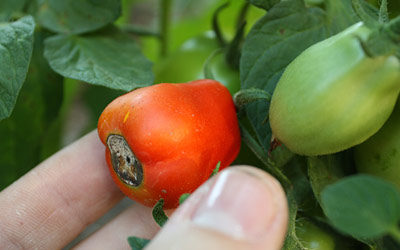 Prevent Blossom End Rot (BER) in Tomatoes, Peppers and Other Vegetables