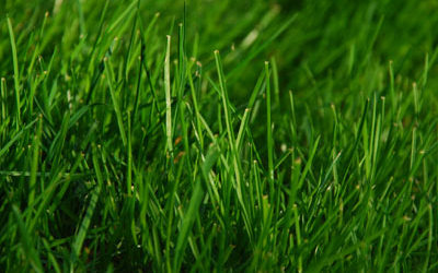 Best Management Practices for Turf Nutrition