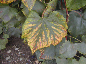     Magnesium deficiency symptoms appear as yellowing or reddening between the main veins on older leaves.