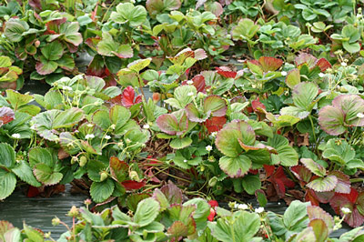 Nitrogen Deficiency In Strawberry Plants  