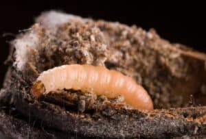 navel orange worm