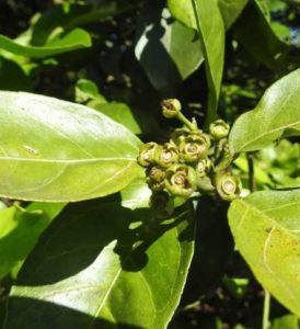 What Is a Fruit Drop and Why Do Trees Drop Fruit?