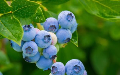 Controlling Blueberry Gall Midge with Botanical Oils