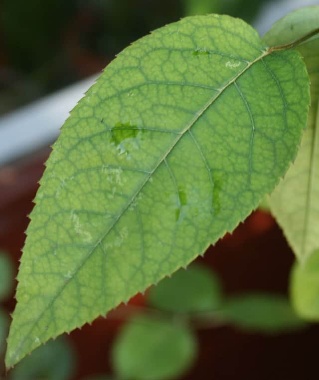 Manganese Deficiency KeyPlex Plant Nutrition