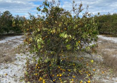 Role of Fungal Pathogen in Citrus Fruit Drop at Center of Symposium