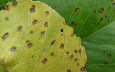 Leaf Spots
