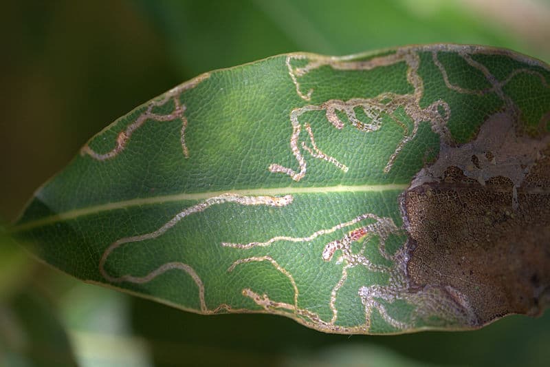 Leaf miner KeyPlex Plant Nutrition