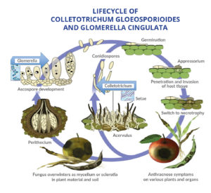 LIFECYCLE OF COLLETOTRICHUM GLOEOSPORIOIDES AND GLOMERELLA CINGULATA