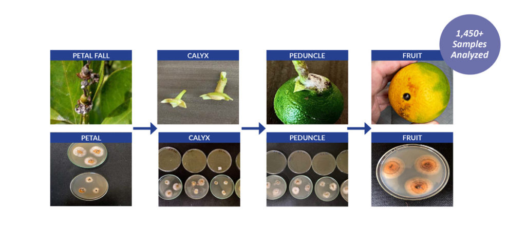 life cycle of the pathogen: 1,450+ samples analyzed. Petal fall to calyx to peduncle to fruit