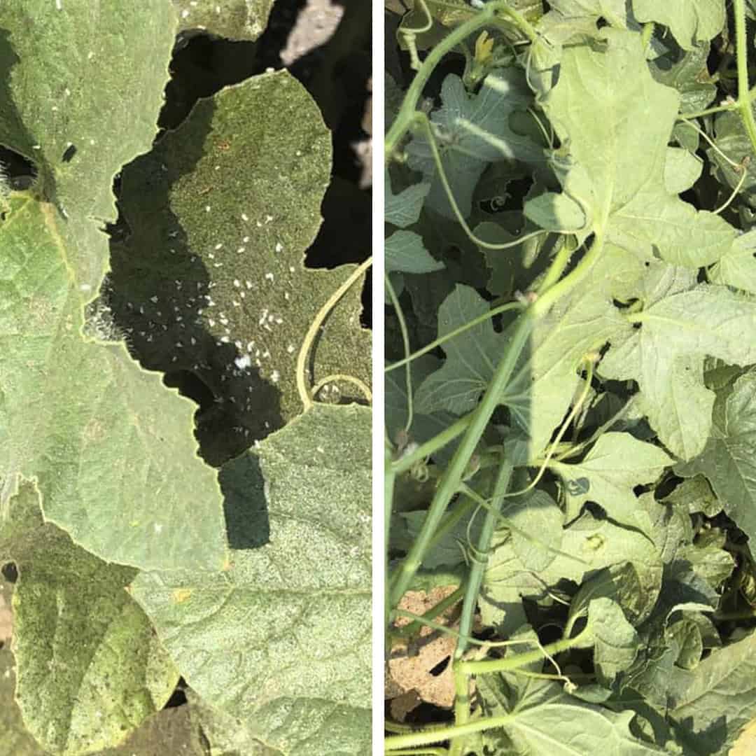 KeyPlex 120 tomatoes